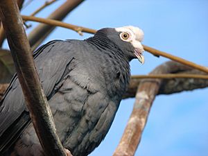 White Crowned Pigeon 002