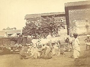 Women gathering cowdung, Ahmadabad (c. 1870)
