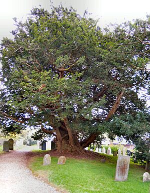 Yew tree St Peter's Shirwell