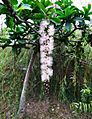 玉蕊 Barringtonia racemosa 20210125093732 07