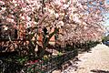 1991-BOS-Commonwealth Avenue3