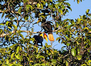2021 female male wrinkled hornbill alexander mueller