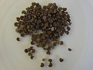 Abelmoschi1