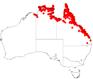 Acacia leptocarpaDistMap527.png