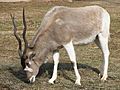 Addax at the Louisville Zoo