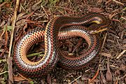 An adult male rainbow snake found in Virginia. This individual has a severely clouded eye - a common symptom of a fungal infection
