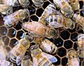 Adult queen bee