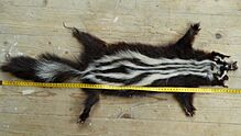 African skunk fur-skin (striped polecat (Ictonyx striatus), also called the African polecat, zoril, zorille, zorilla, Cape polecat)
