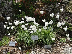 Allium zebdanense - Botanischer Garten München-Nymphenburg - DSC07657.JPG