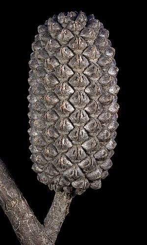 Allocasuarina eriochlamys subsp. grossa - Flickr - Kevin Thiele.jpg