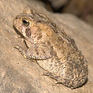 American Toad, Maryland