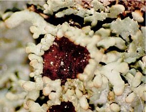 Anaptychia palmulata (EU1)