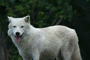 Arctic Wolf's Impression of a Dog.jpg