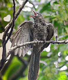 Asian Koel- Immature asking for food from House Crow I IMG 5786