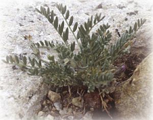 Astragalus molybdenus.jpg