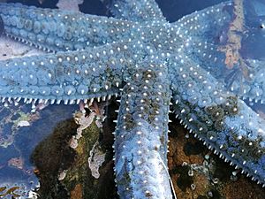 Astrostole scabra sea star.jpg