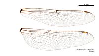Austroaeschna subapicalis female wings (34888957802)