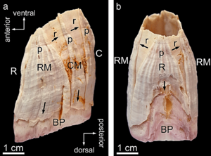 Austromegabalanus psittacus shell.png
