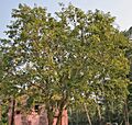 Bael (Aegle marmelos) tree at Narendrapur W IMG 4116