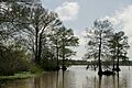 Bald cypress - Lacassine National Wildlife Refuge