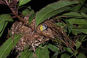 Bananaquit nest, Costa Rica