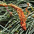 Banksia blechnifolia-IMG 0183