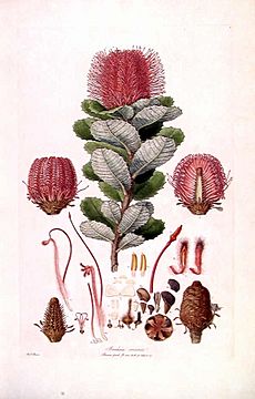 Banksia coccinea (Illustrationes Florae Novae Hollandiae plate 3)