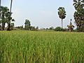 Baray rice paddies