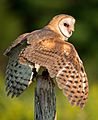 Barn Owl, Canada