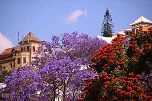 Beautiful jacaranda Antananarivo Madagascar