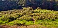 Bell Barrow, Horsell Common, Woking