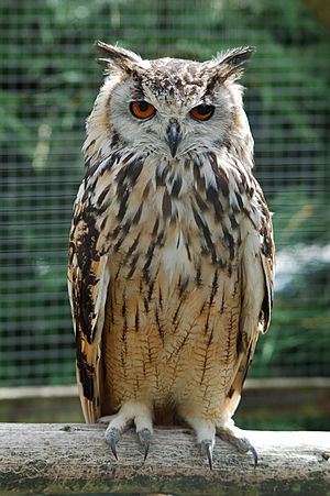 Bengalese Eagle Owl.jpg