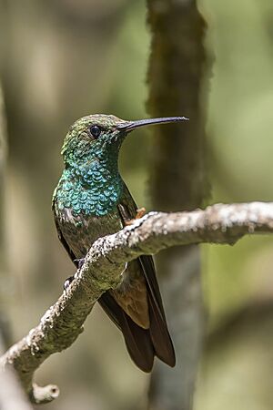 Berylline hummingbird (Saucerottia beryllina) Finca El Pilar 3.jpg