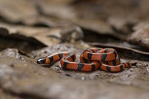 Bibron's Coral Snake.jpg