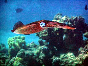 Bigfin Reef Squid 2