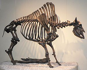 Bison antiquus p1350717