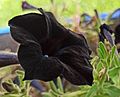 Black petunia. II