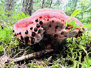 BleedingToothFungus