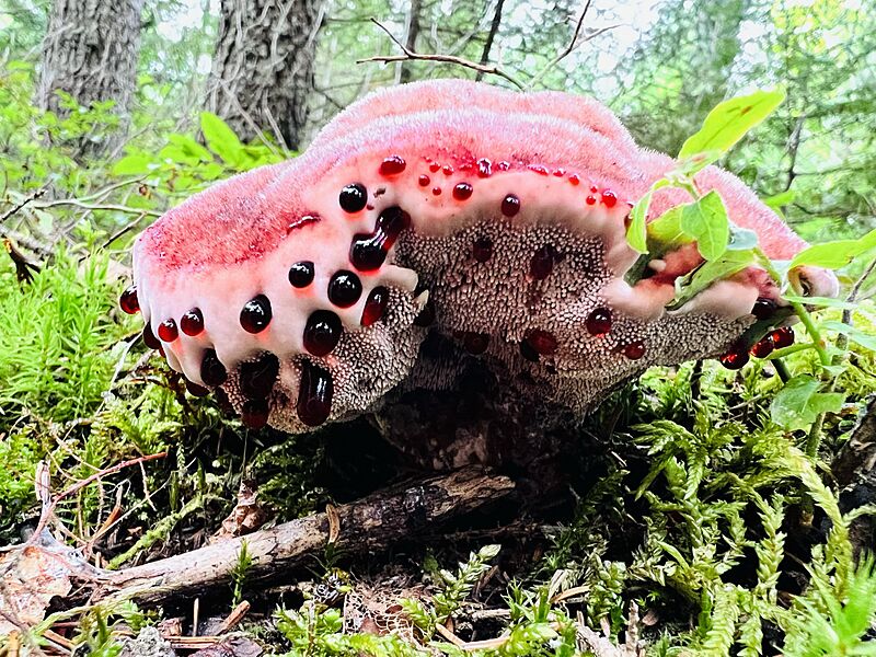 BleedingToothFungus