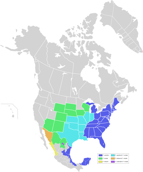 Box turtle distribution map 2