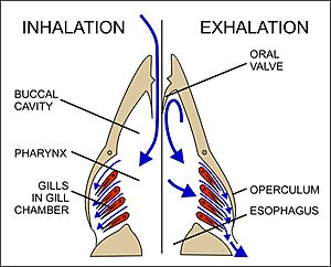 Breathing in fish