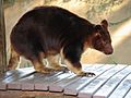 Buergers' Tree-kangaroo, Dendrolagus goodfellowi redeye correction