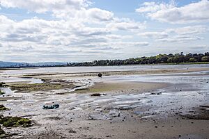 Bull Island Nature Reserve - panoramio (2)