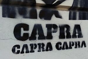 CAPRA CAPRA CAPRA - graffiti in Turin 2019