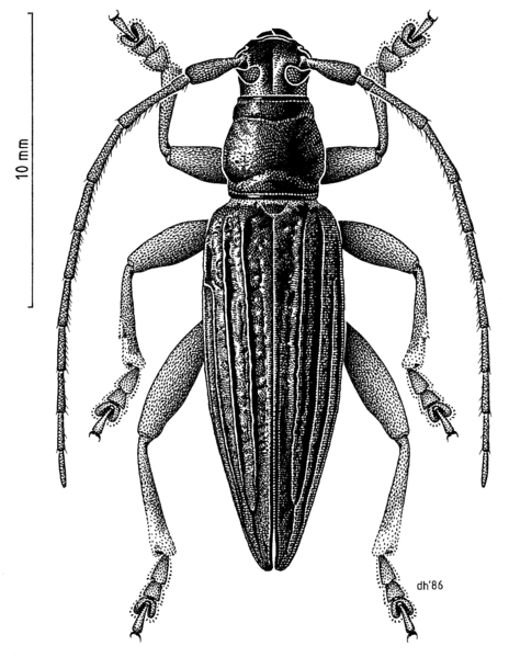 COLE Cerambycidae Xylotoles costatus