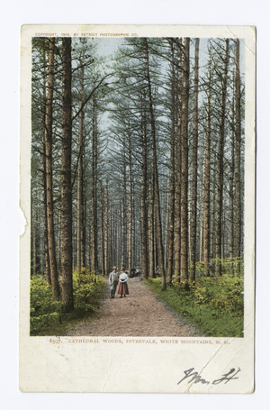 Cathedral Woods, Intervals, N. H (NYPL b12647398-62870)f
