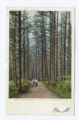 Cathedral Woods, Intervals, N. H (NYPL b12647398-62870)f