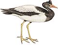 Cayley Anseranas semipalmata white background