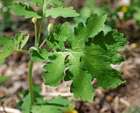 Celandine Poppy Stylophorum diphyllum Leaf 2475px