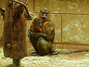 Brown monkey and baby